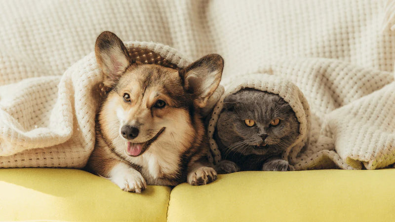 Pet Exclusives